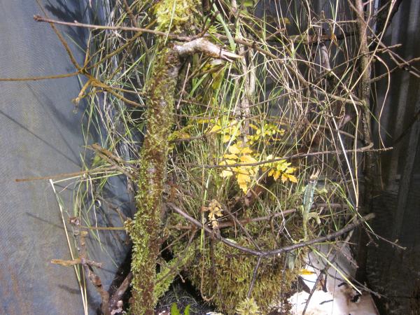 GreenhouseMoss1