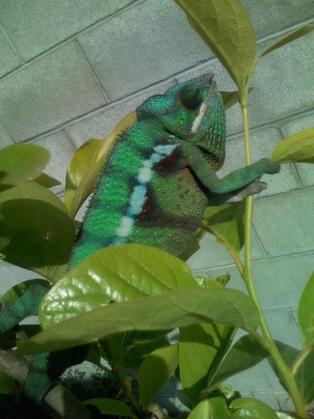 greenphase4

***Male Blue Bar Ambilobe***
Around 7 to 8 months old.  Normal green phase.