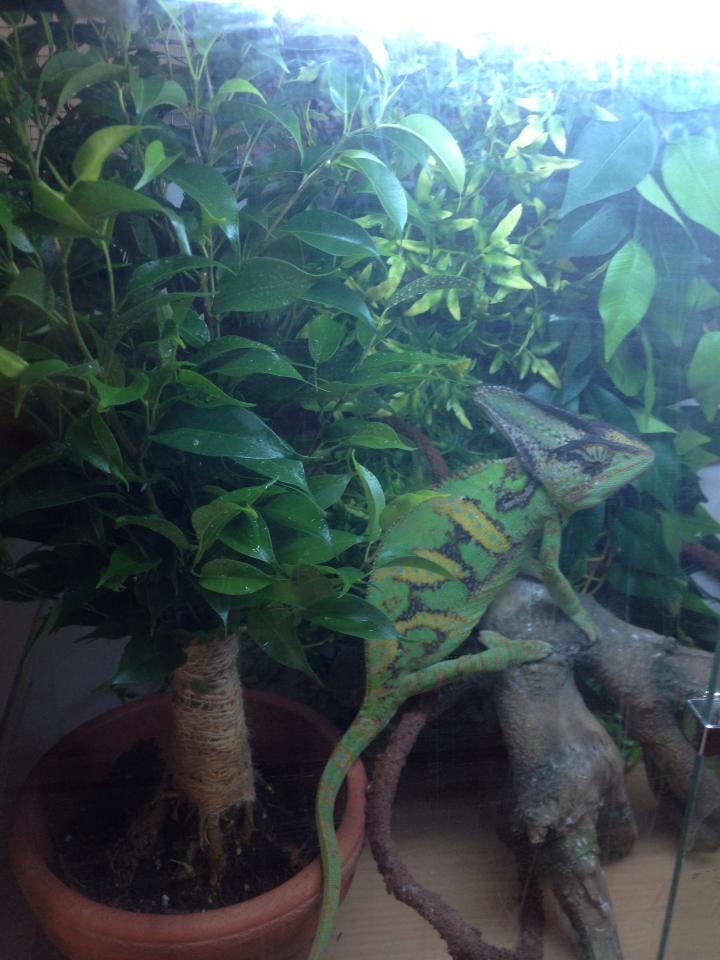 Gringo's New Plant