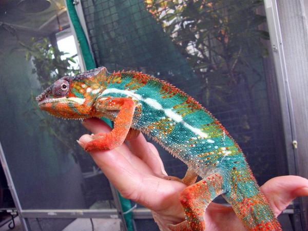 Gromits sire Osterman, from chameleons northwest.