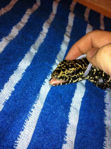 grumpbutt
He's a little grumpy if you can't tell. ;P