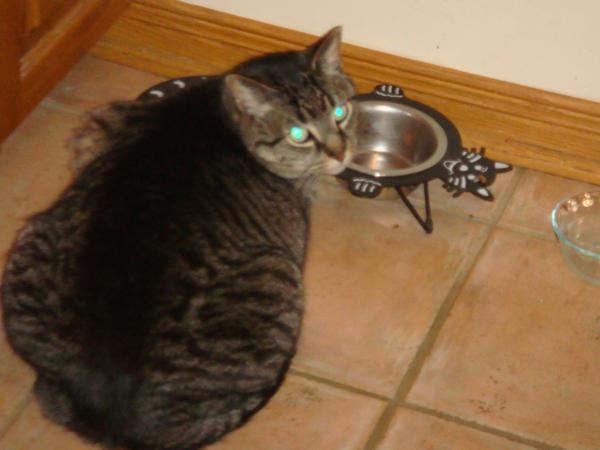Guarding the food