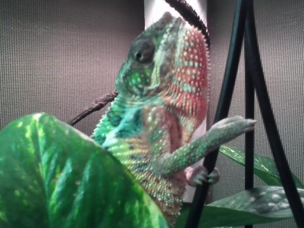 Guarding the Pothos