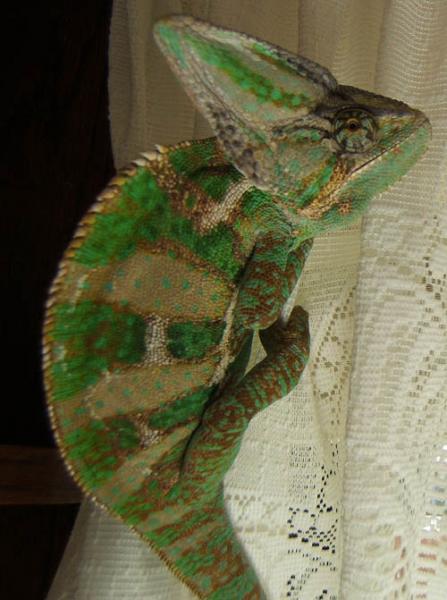 Guido getting in touch with his feminine side