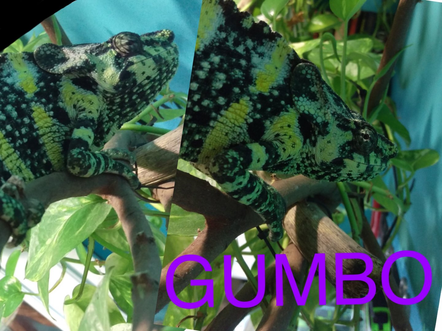 Gumbo