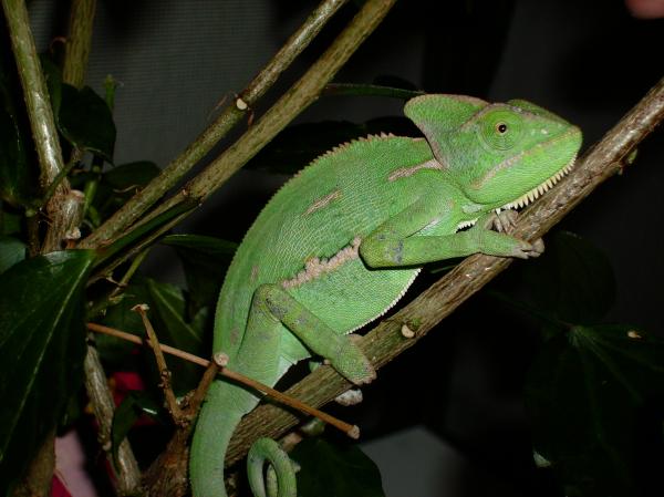 Gumby, male