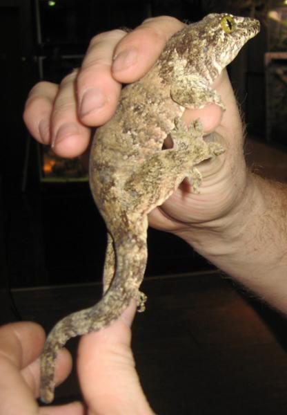 Halmahera Giant Gecko female
(Gehyra vorax)