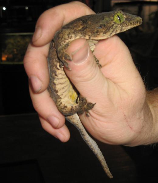 Halmahera Giant Gecko male
(Gehyra vorax)