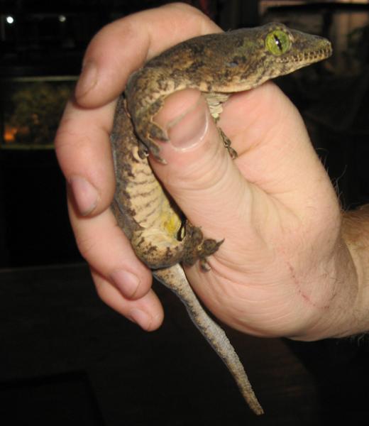 Halmahera Giant Gecko male
(Gehyra vorax)