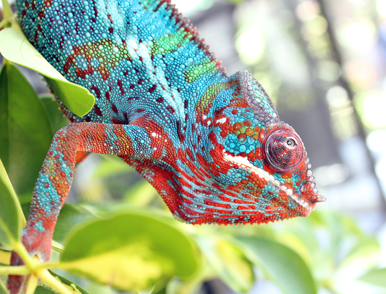 Hamilton Enjoying The Sun