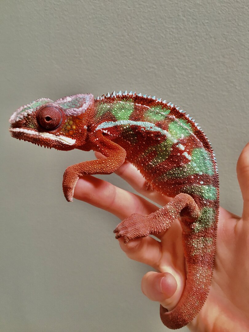 Hand chameleon