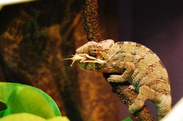 Hand feeding time!