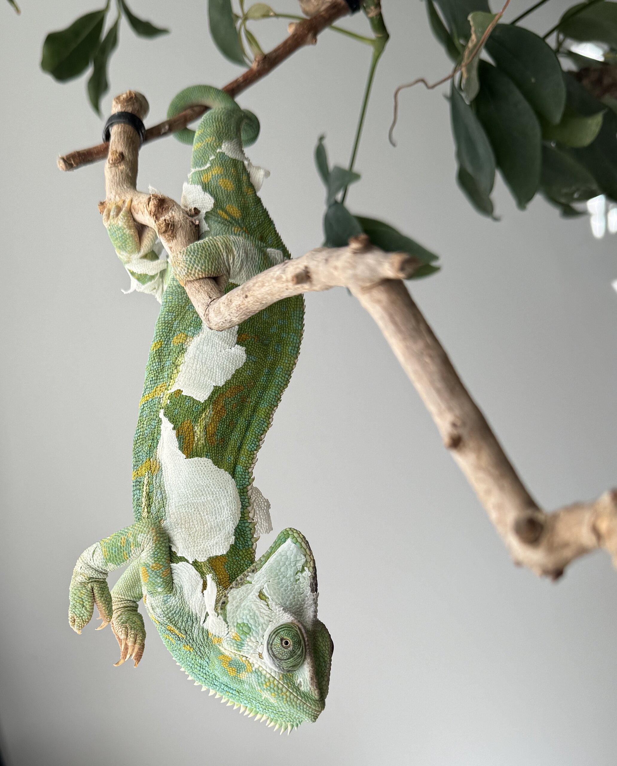 Hang in there, it’s time for another female Veiled to take the medal