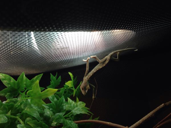 Hanging from the top of
His cage.