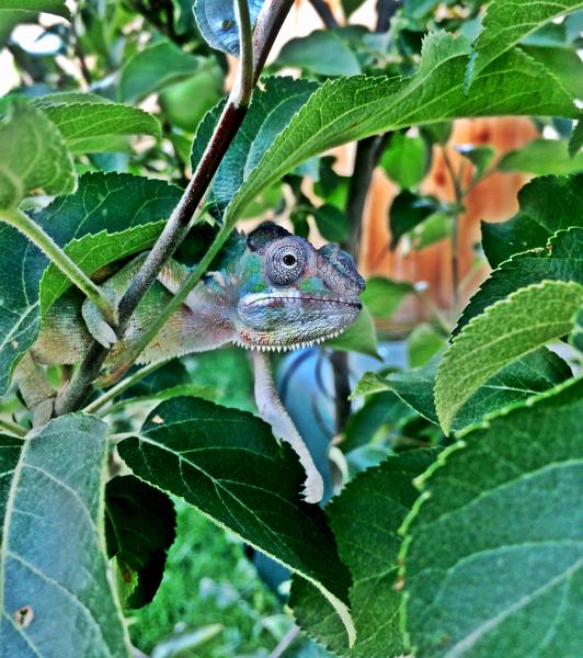 Hanging out in our miniature apple tree! Just shy of 4 months