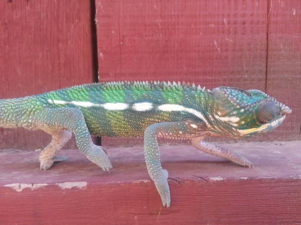 Hanging out on the fence