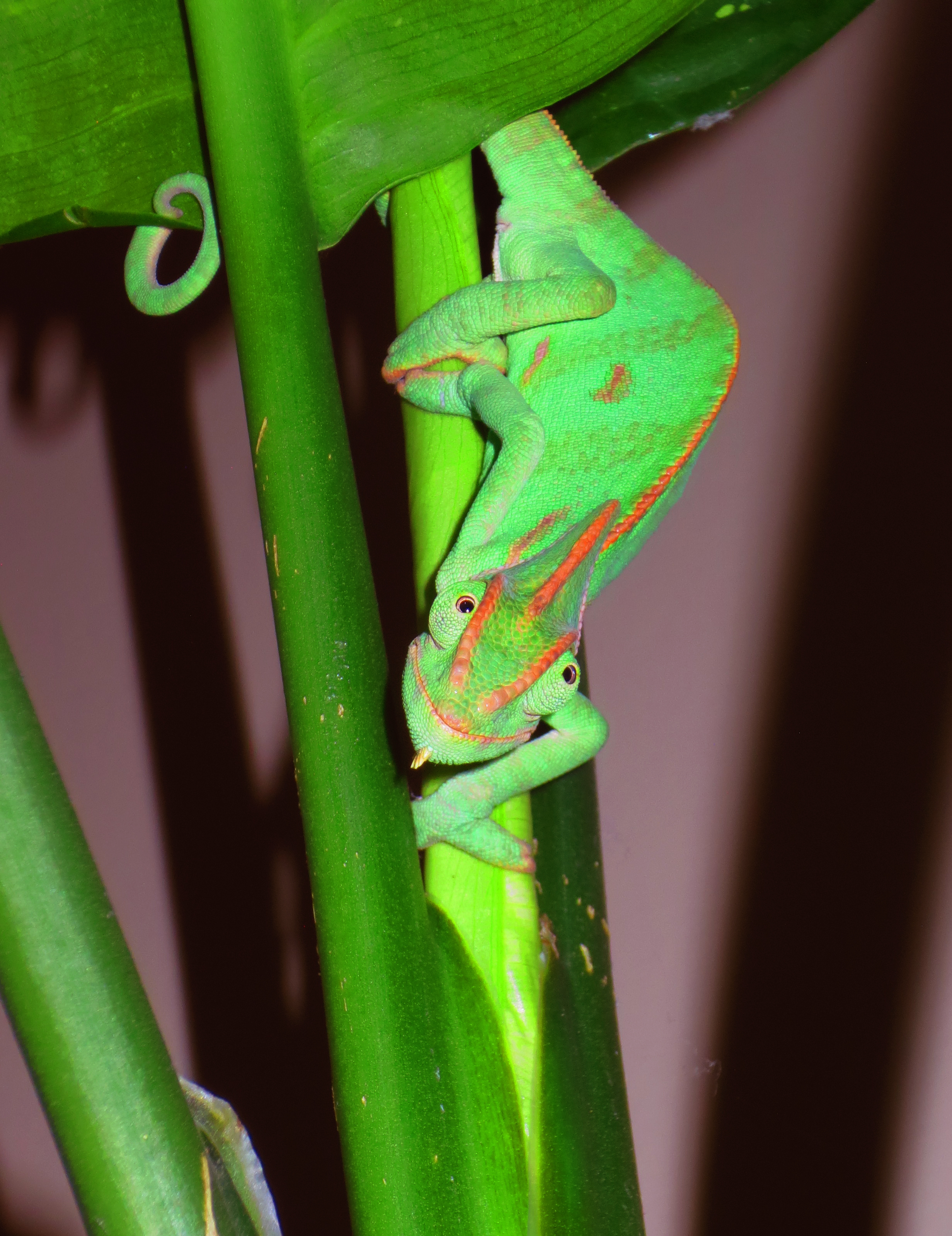 Hanging Out On The Plants