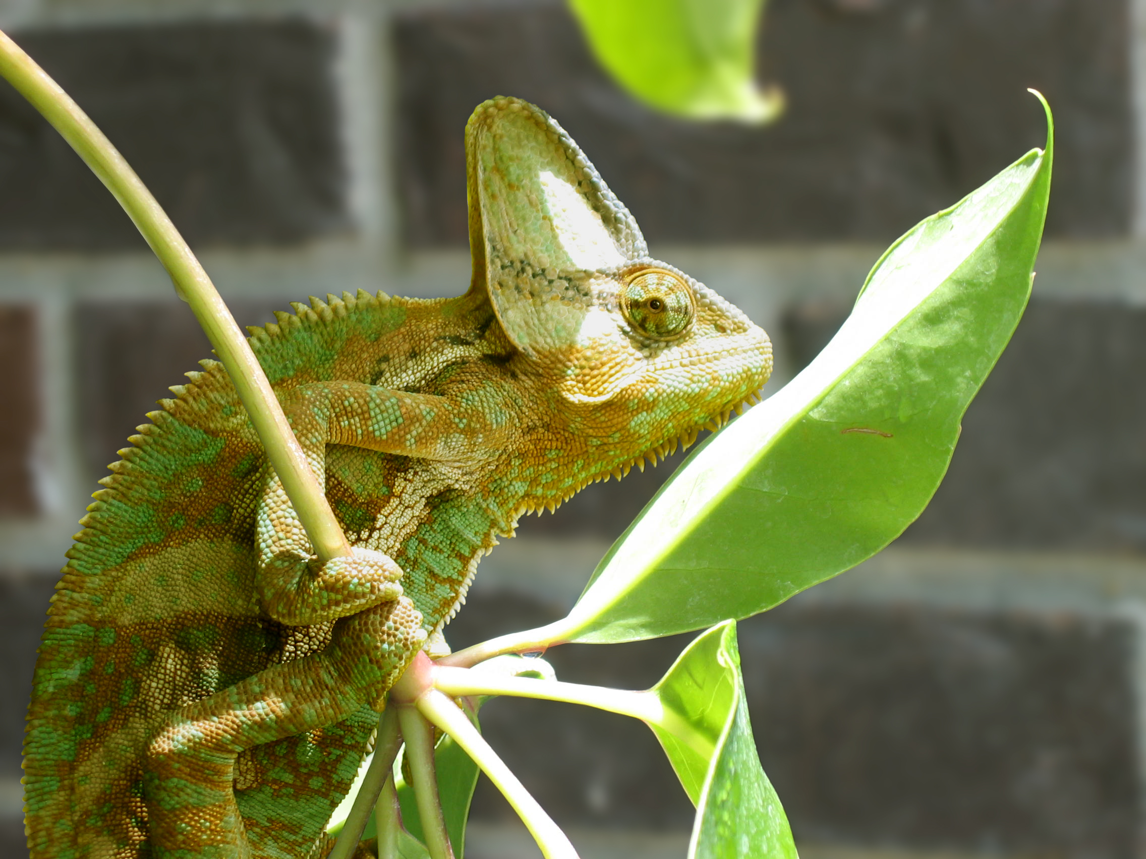 Hanging out on the porch