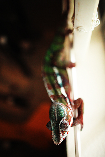 hanging out on the window blinds.