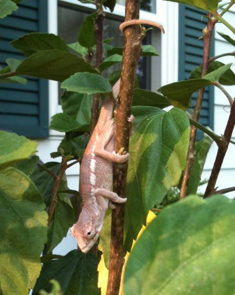 hanging out