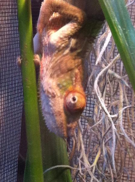 hanging
