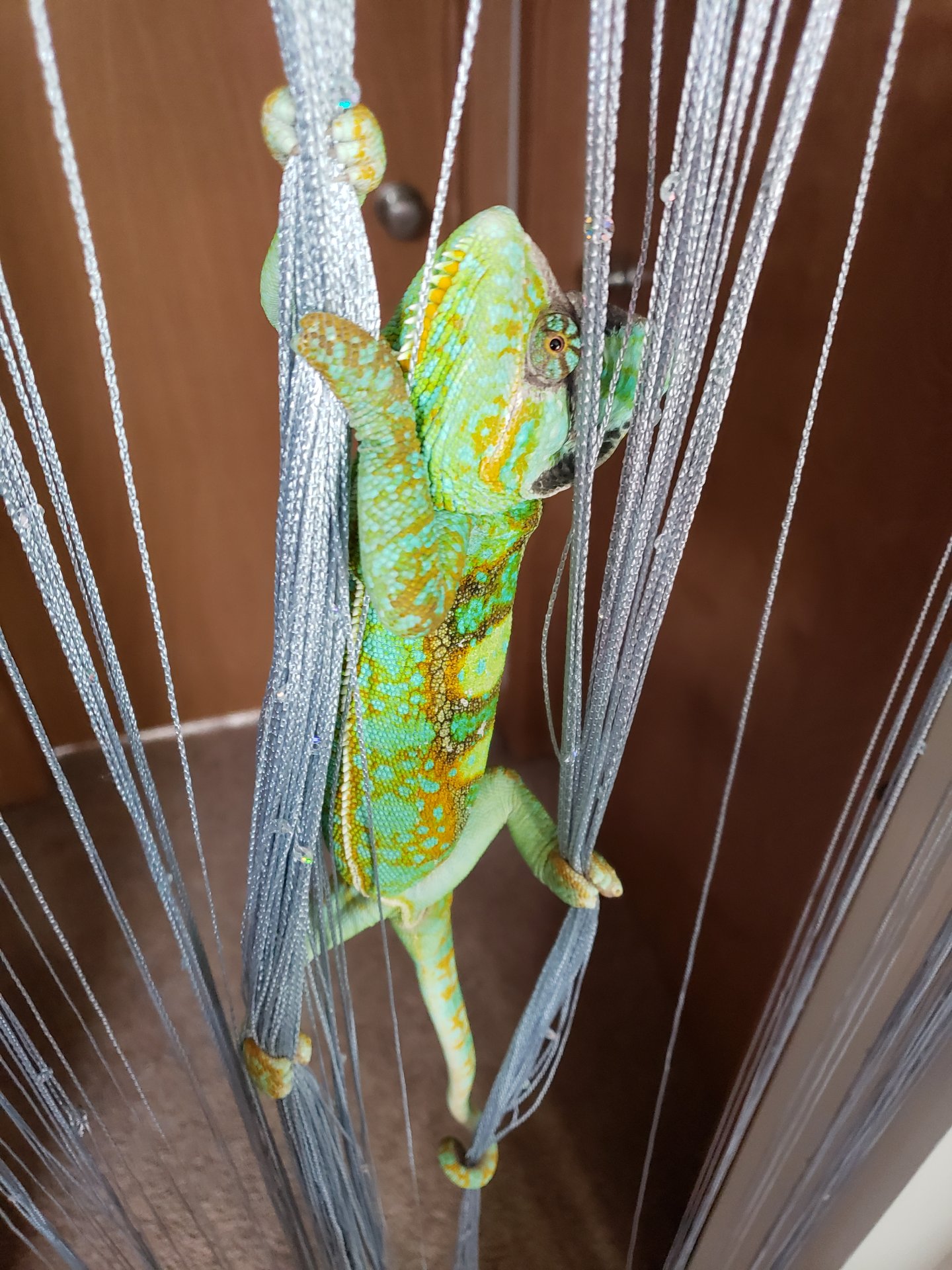 Hanging