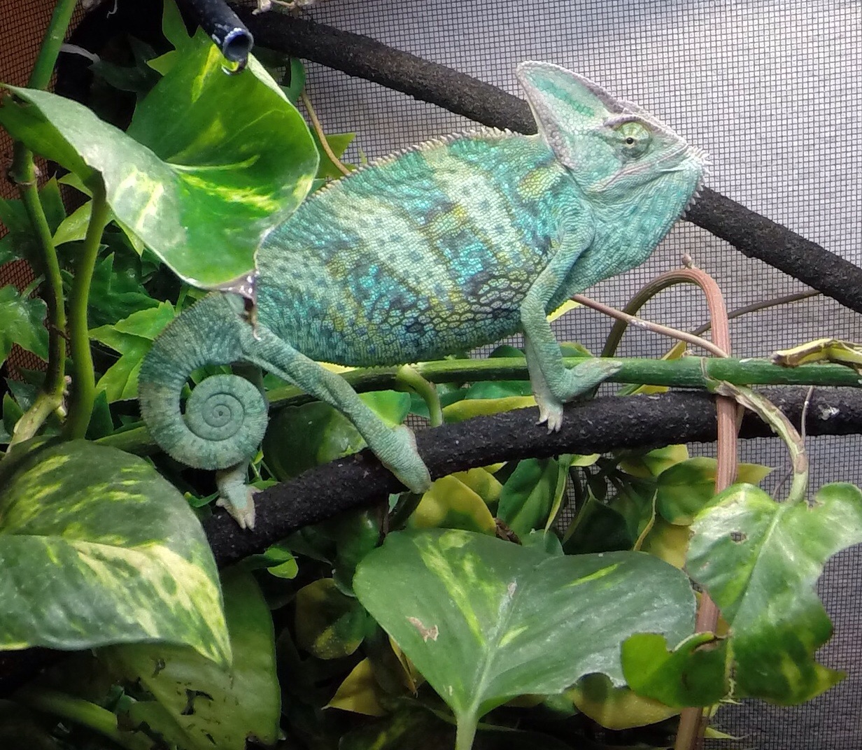 Hansen My First Veild