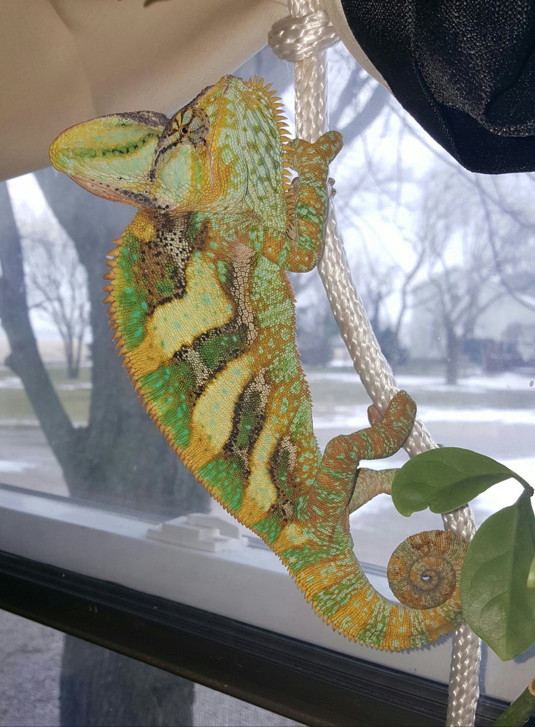 Happy 2nd Hatchday!!