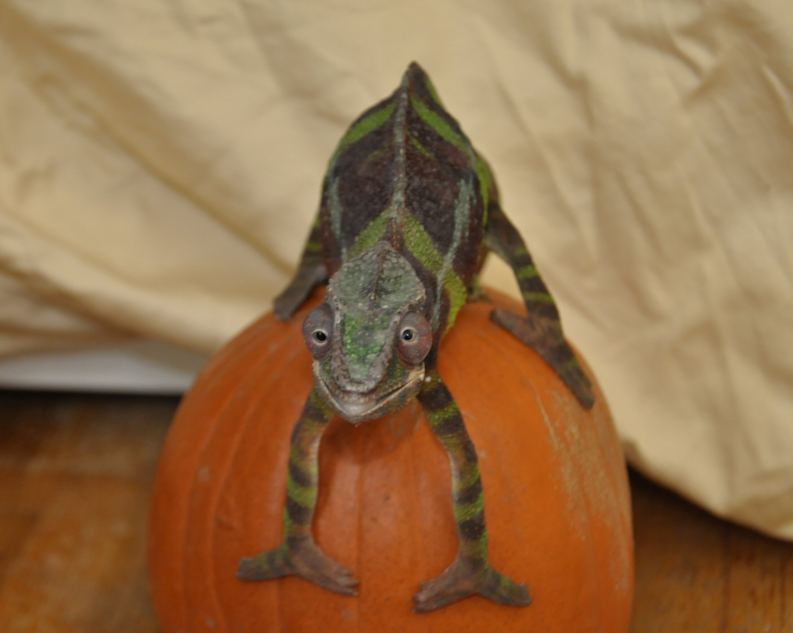 Happy fall!