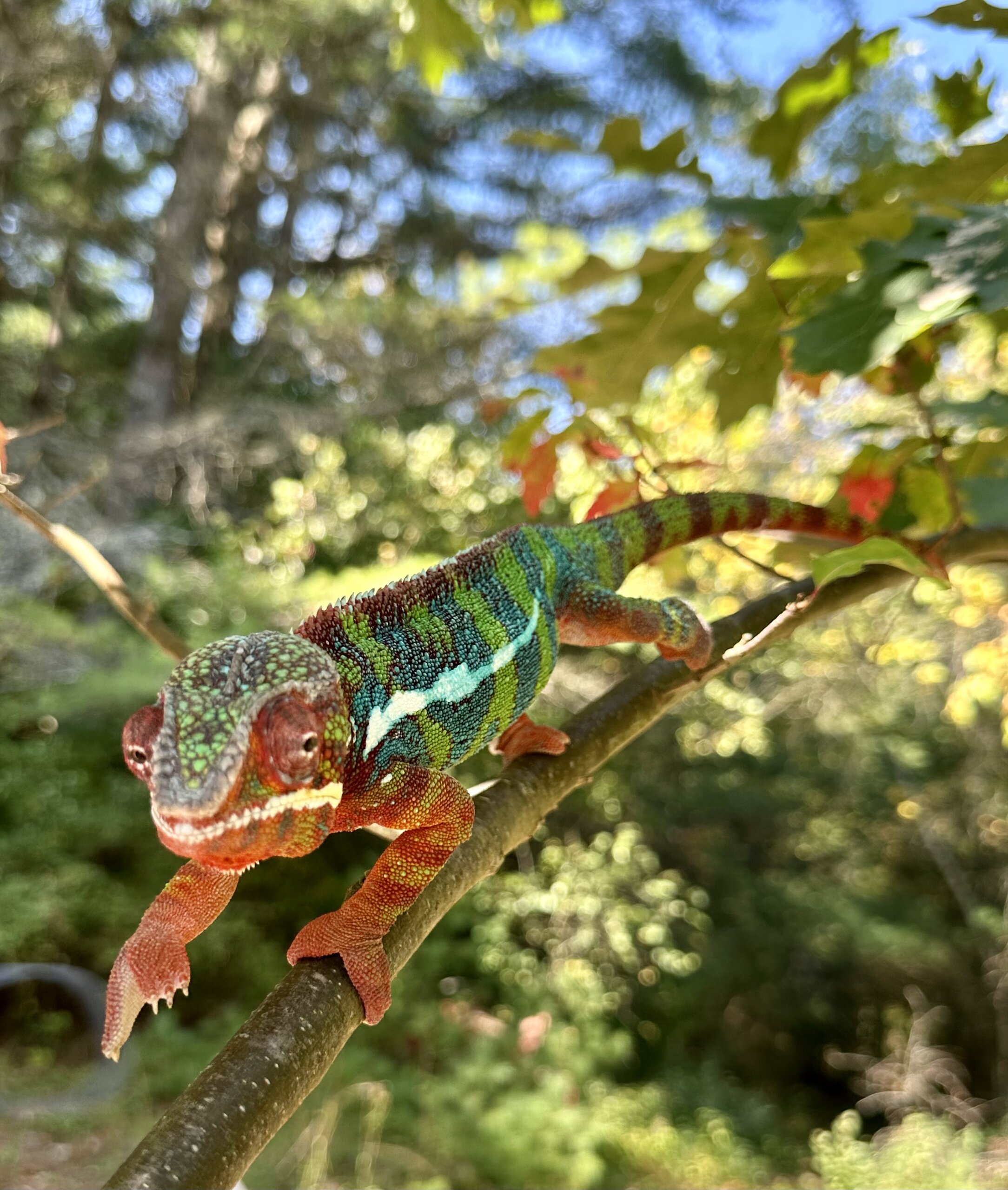 Happy Guy
