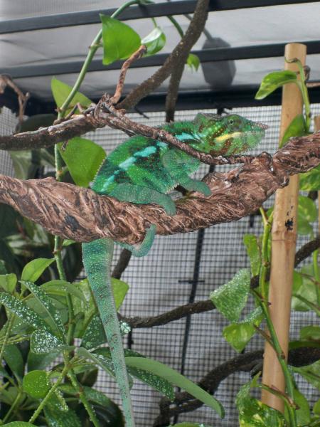 happy in his new cage