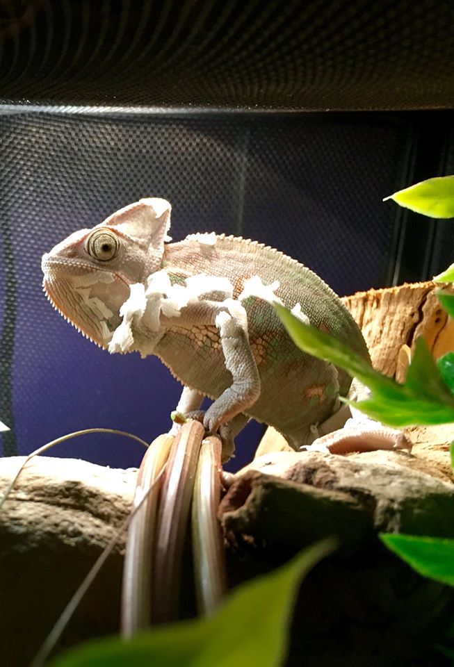 Happy to Shed