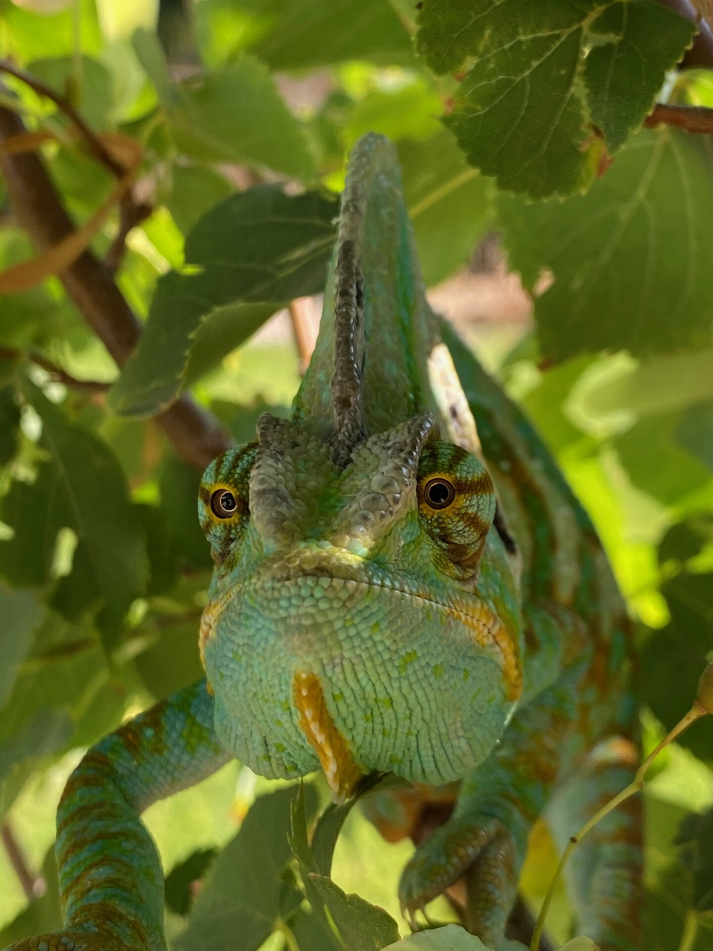 Harold, master of camouflage and focus