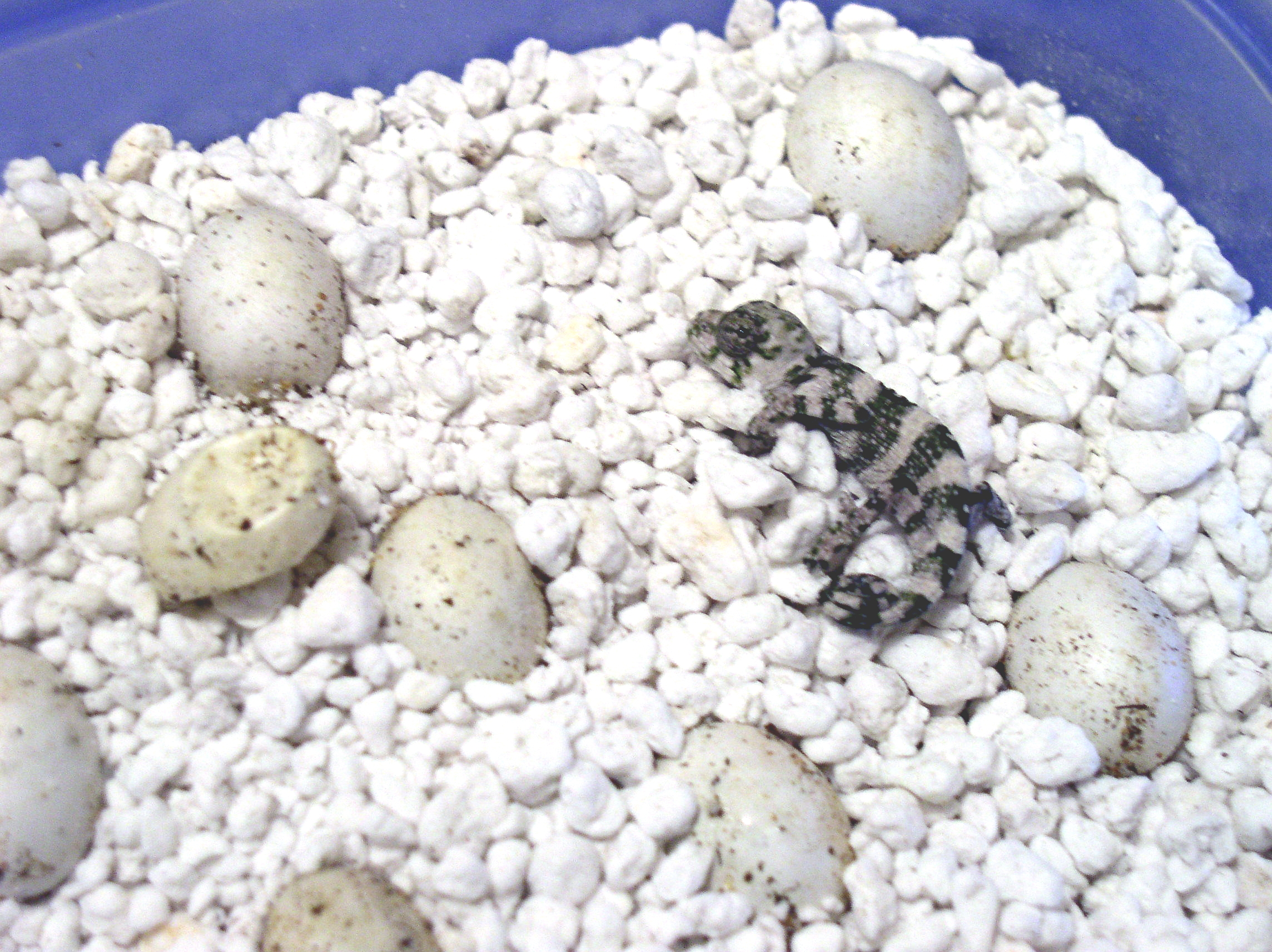 Hatching Mellers