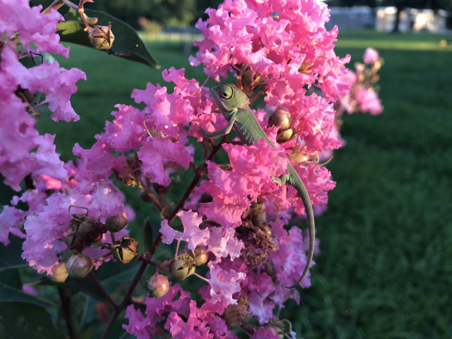 Hatchling’s First sunset in Crepe Myrtle bloom