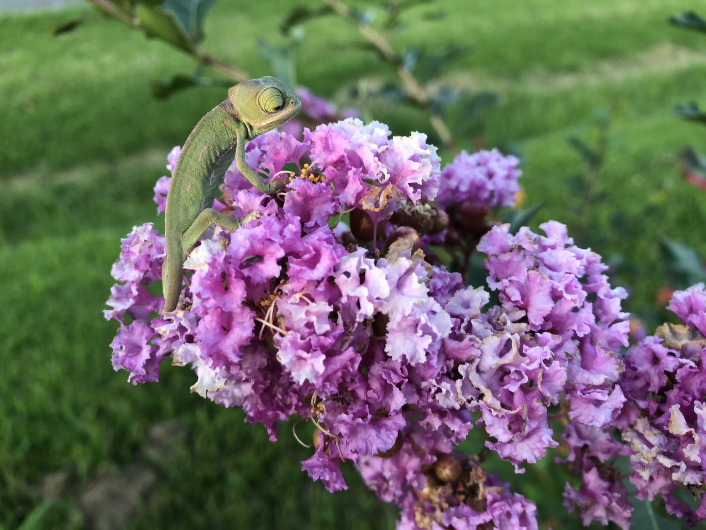 Hatchling’s First sunset in Crepe Myrtle bloom