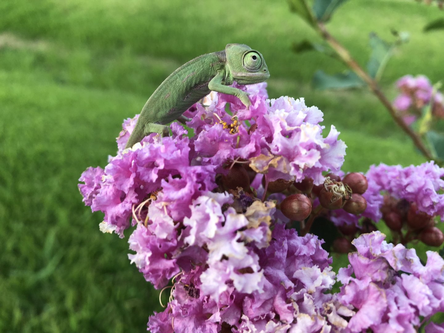 Hatchling’s First sunset in Crepe Myrtle bloom