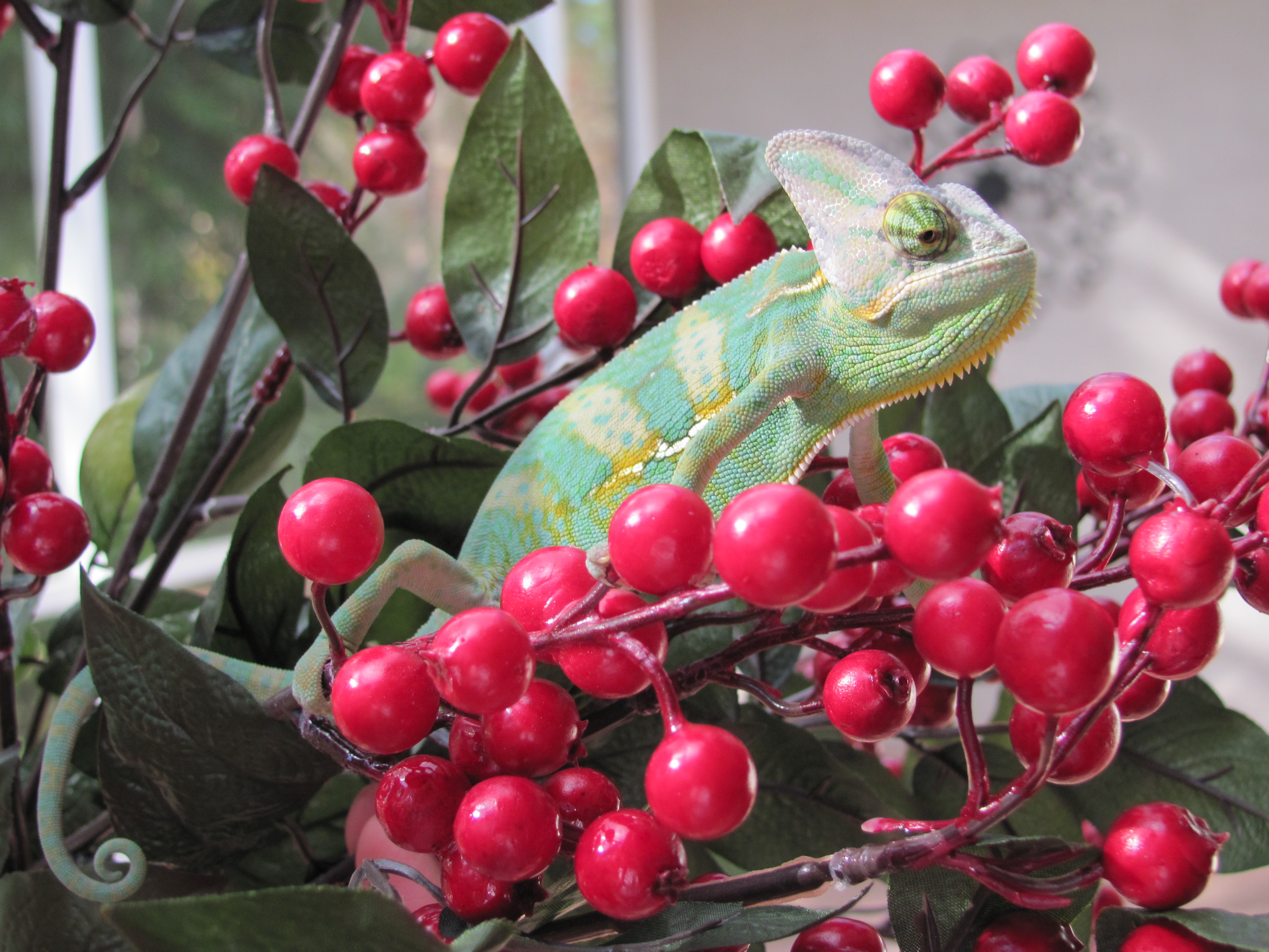 Have A Berry Nice Holiday Season!