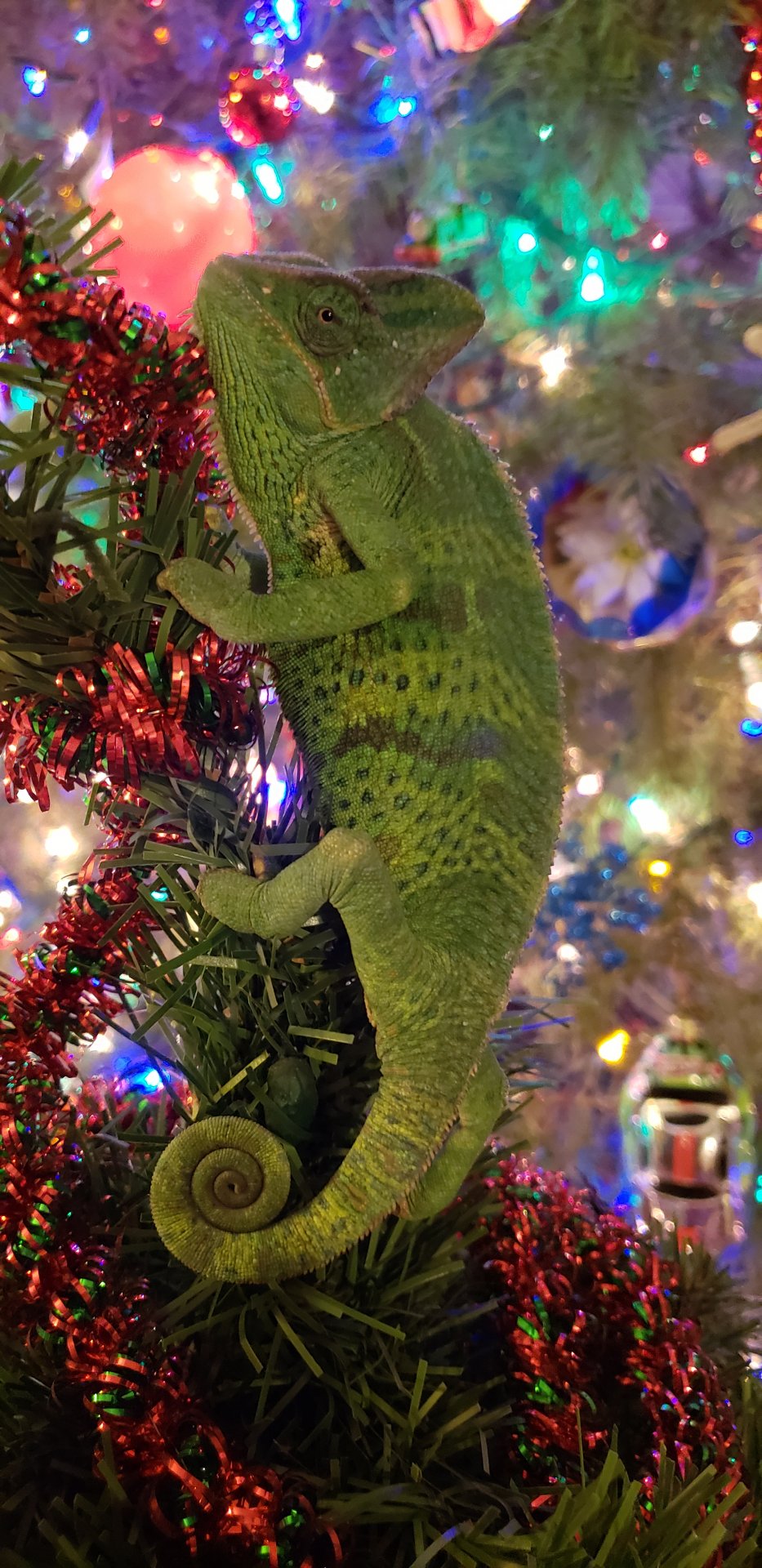 Have yourself a scaly little Christmas