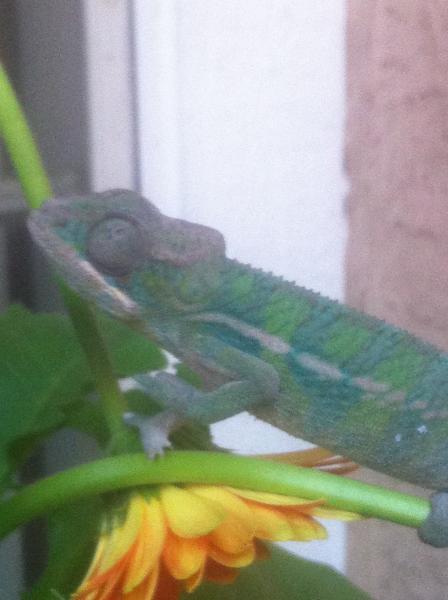 He broke my flower stems lol.. chubby little guy