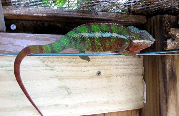 He can be quite orange, green, blue or any combination as the mood suits him.