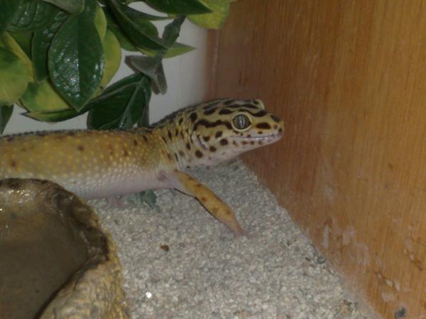 He has stunning eyes