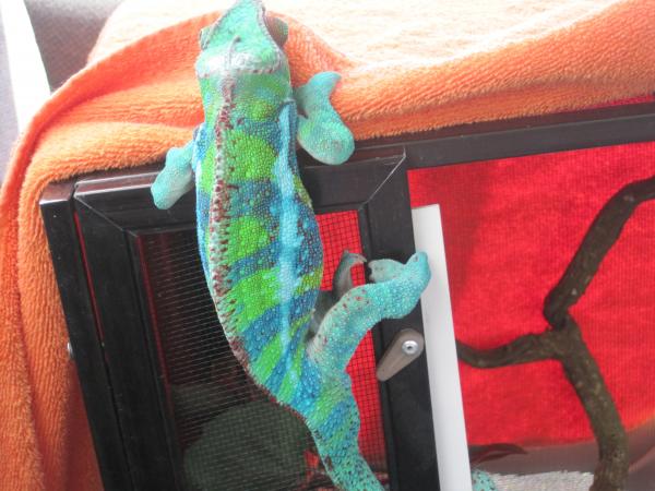 He hates being in his cage... lol
