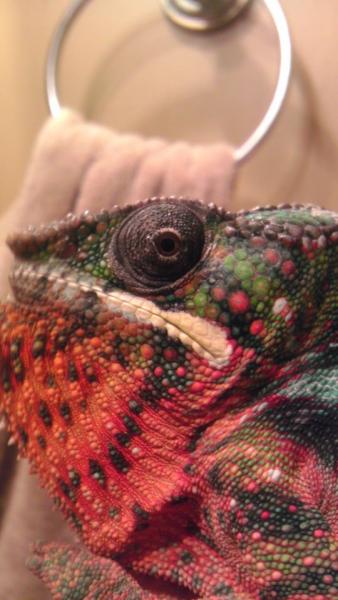 he hates my camera