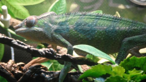 He is really starting to color up.The picture doesn't do him justice.He has some nice yellow at the bottom of his belly along with little red dots but