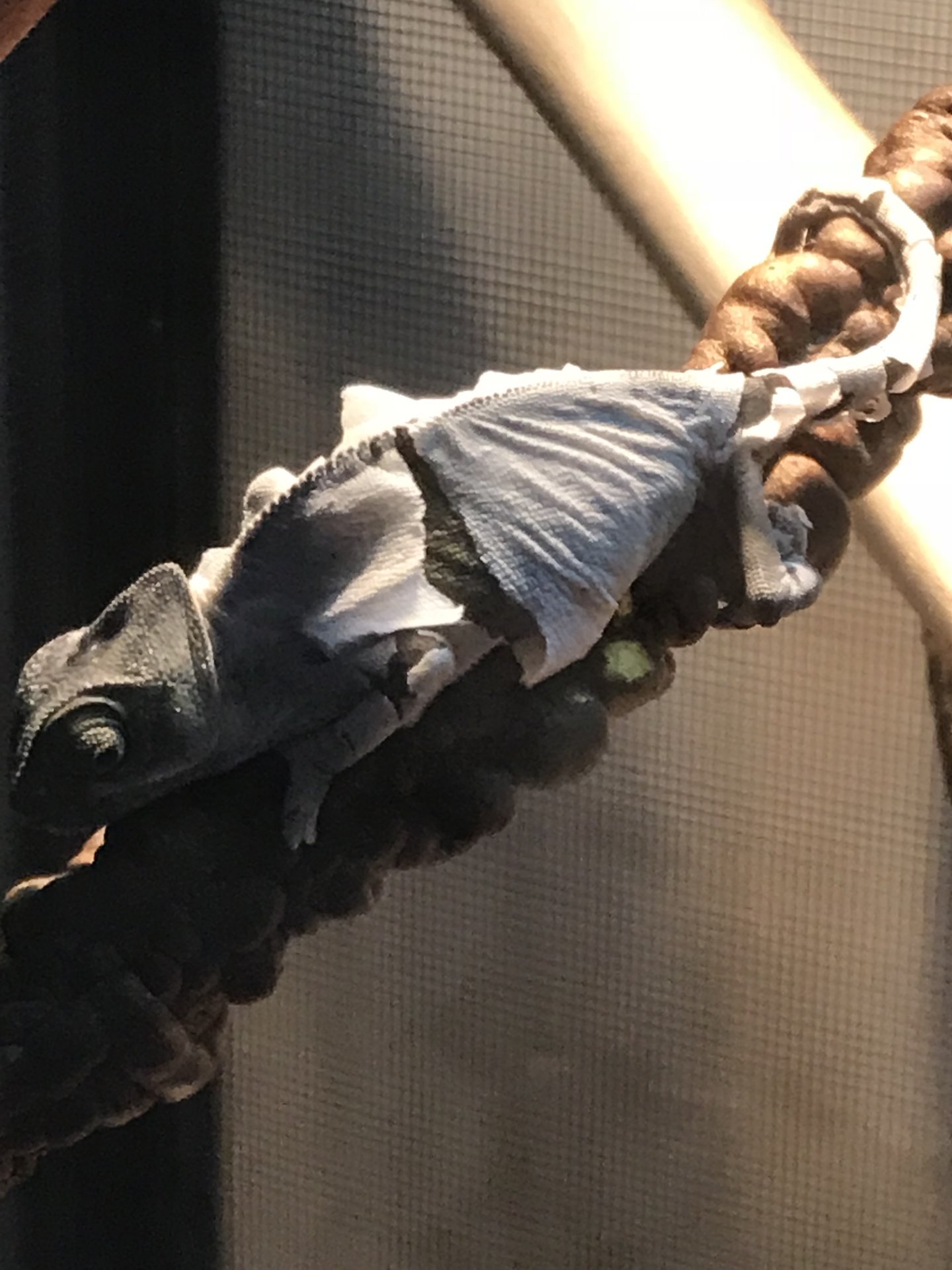 He is starting to shed!