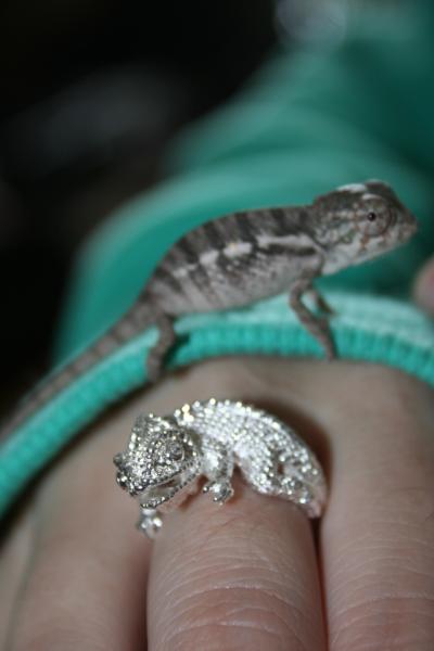 he is the same size as the ring LOL