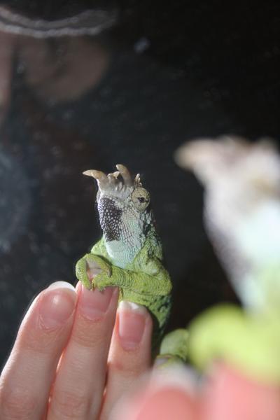 he kept doing a weird under the chin blackness thing while he was getting his pseudomonas treatment.