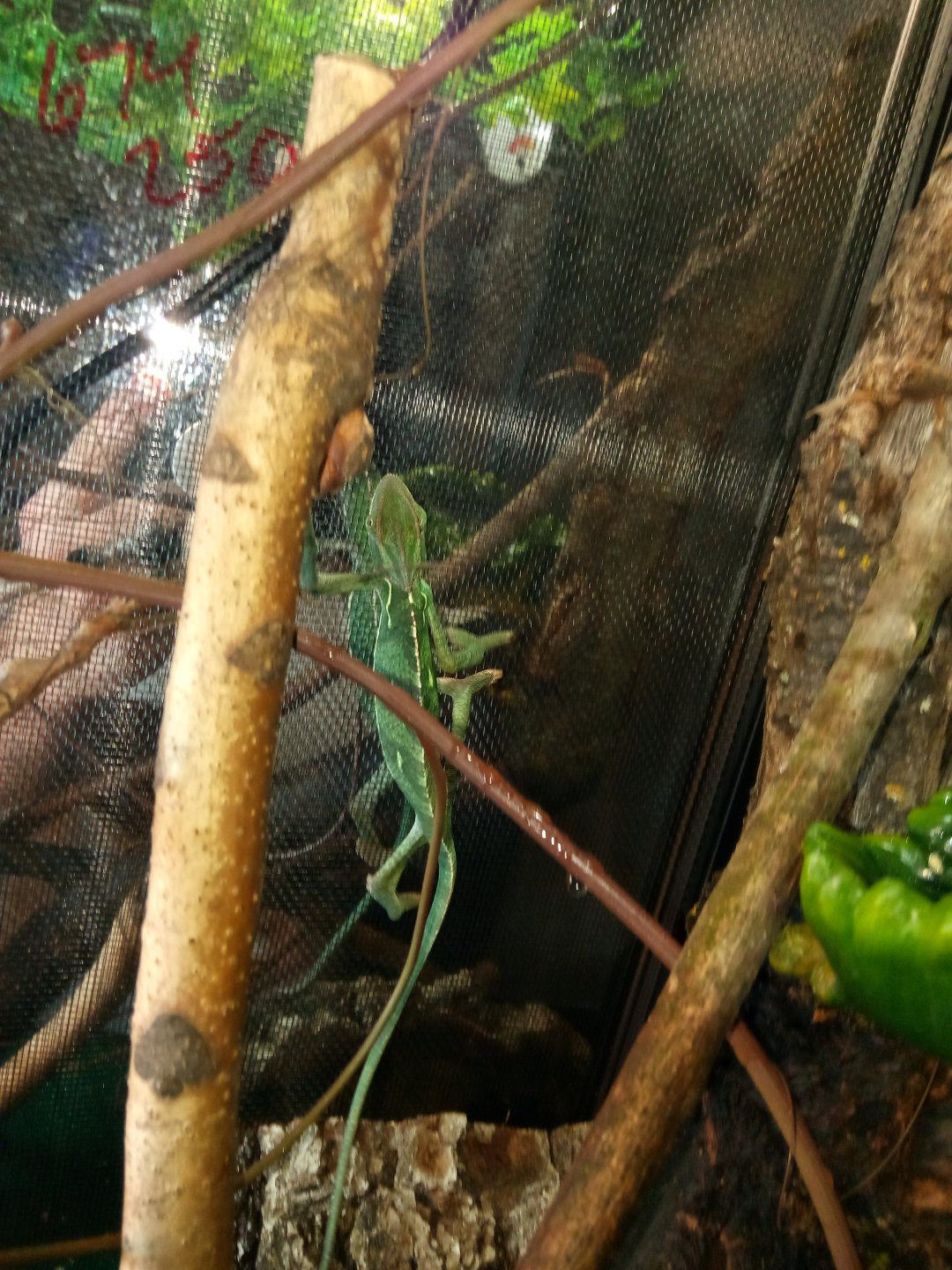 He likes his new home