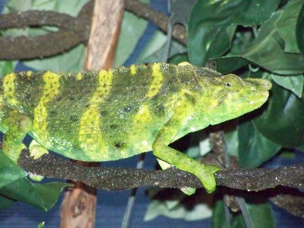 He really hates the camera